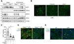 ACSL4 Antibody in Western Blot (WB)