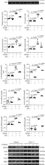 Fibronectin Antibody in Western Blot (WB)