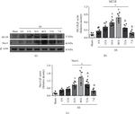 MC1R Antibody in Western Blot (WB)