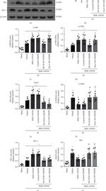 MC1R Antibody in Western Blot (WB)