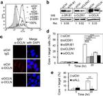 Occludin Antibody