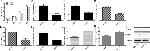 MMP9 Antibody in Western Blot (WB)