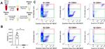 CD63 Antibody in Flow Cytometry (Flow)