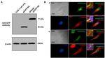 GFP Antibody in Western Blot (WB)