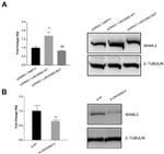 MAML3 Antibody in Western Blot (WB)