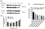 Aurora A Antibody in Western Blot (WB)