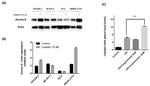 Aurora A Antibody in Western Blot (WB)