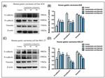 Vimentin Antibody in Western Blot (WB)