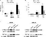 PU.1 Antibody in ChIP Assay (ChIP)