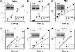 EML1 Antibody in Western Blot (WB)