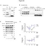 Nesprin 1 Antibody in Western Blot (WB)