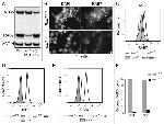 CD45R (B220) Antibody in Flow Cytometry (Flow)