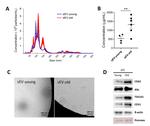 CD63 Antibody in Western Blot (WB)