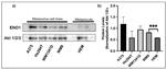 ENO1 Antibody in Western Blot (WB)