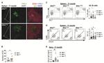 CD3e Antibody in Immunohistochemistry (IHC)