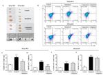 CD4 Antibody in Flow Cytometry (Flow)