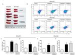 CD4 Antibody in Flow Cytometry (Flow)