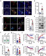 CD15 Antibody in Immunocytochemistry, Flow Cytometry (ICC/IF, Flow)