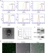 CD45 Antibody in Flow Cytometry (Flow)