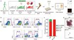 CD19 Antibody in Flow Cytometry (Flow)