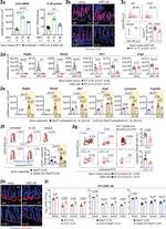 CD24 Antibody in Flow Cytometry (Flow)