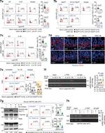 CD24 Antibody in Flow Cytometry (Flow)