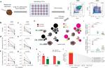 CD39 Antibody in Flow Cytometry (Flow)