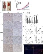 CD44 Antibody in Immunohistochemistry (IHC)