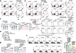 IFN gamma Antibody in Flow Cytometry (Flow)