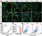 CD45 Antibody in Immunocytochemistry (ICC/IF)