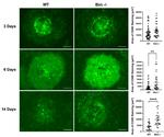 CD80 (B7-1) Antibody in Immunocytochemistry (ICC/IF)