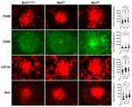 CD80 (B7-1) Antibody in Immunocytochemistry (ICC/IF)