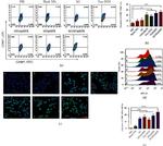 CD80 (B7-1) Antibody in Flow Cytometry (Flow)