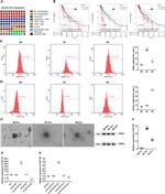 CD86 (B7-2) Antibody in Flow Cytometry (Flow)