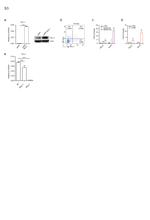 CD201 (EPCR) Antibody in Flow Cytometry (Flow)