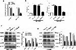 CD243 (ABCB1) Antibody in Western Blot (WB)