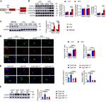 PDGF-D Antibody in Western Blot (WB)