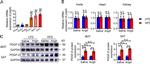 PDGF-D Antibody in Western Blot (WB)