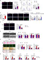 F4/80 Antibody in Flow Cytometry (Flow)