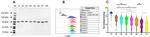 CD85j (ILT2) Antibody in Flow Cytometry (Flow)