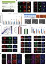 Nanog Antibody in Immunocytochemistry (ICC/IF)