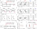 CD366 (TIM3) Antibody in Flow Cytometry (Flow)