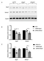 AGO2 Antibody in Western Blot (WB)