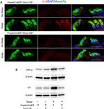 IL-6 Antibody in Western Blot, Immunohistochemistry (WB, IHC)