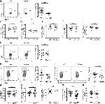 IL-10 Antibody in Flow Cytometry (Flow)