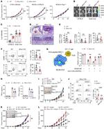 Granzyme B Antibody in Flow Cytometry (Flow)