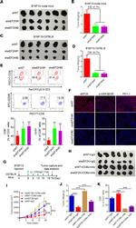 Granzyme B Antibody in Flow Cytometry (Flow)