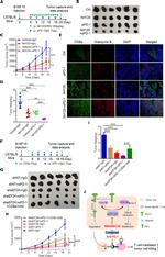 Granzyme B Antibody in Immunohistochemistry (IHC)