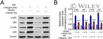 NFkB p65 Antibody in Western Blot (WB)