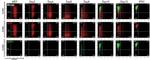 CD54 (ICAM-1) Antibody in Flow Cytometry (Flow)